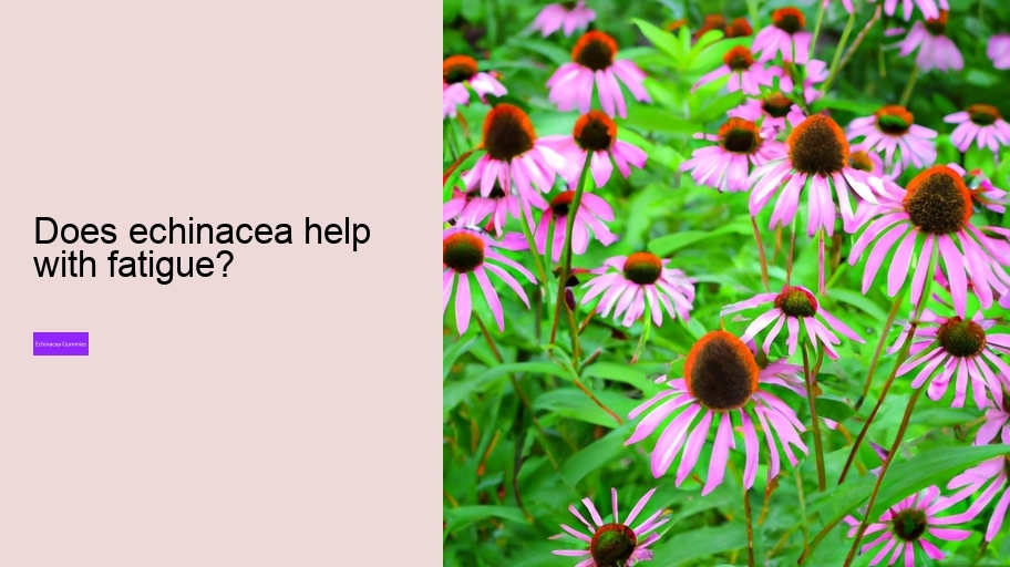 Does echinacea help with fatigue?