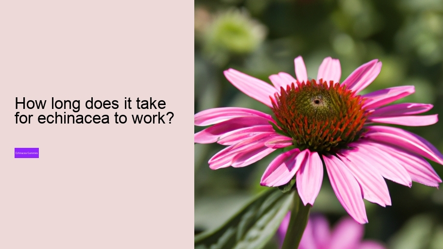 How long does it take for echinacea to work?