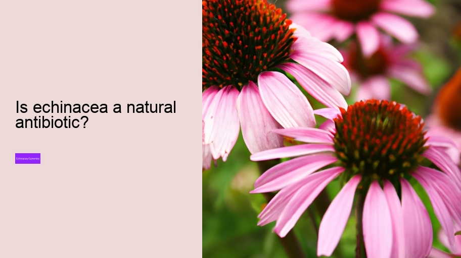 Is echinacea a natural antibiotic?