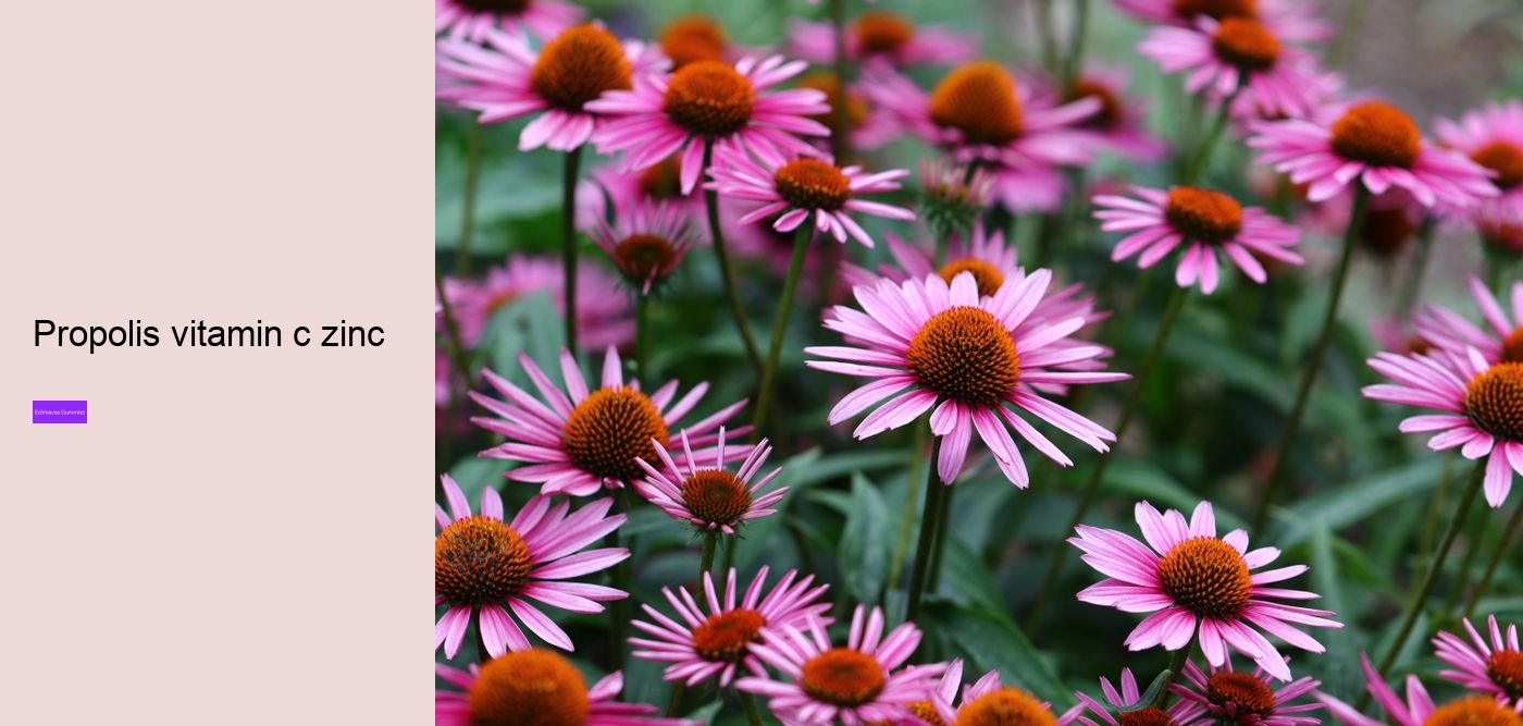 What drugs does echinacea interact with?
