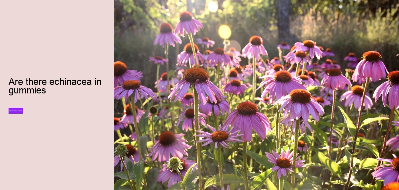 What does echinacea do for hormones?