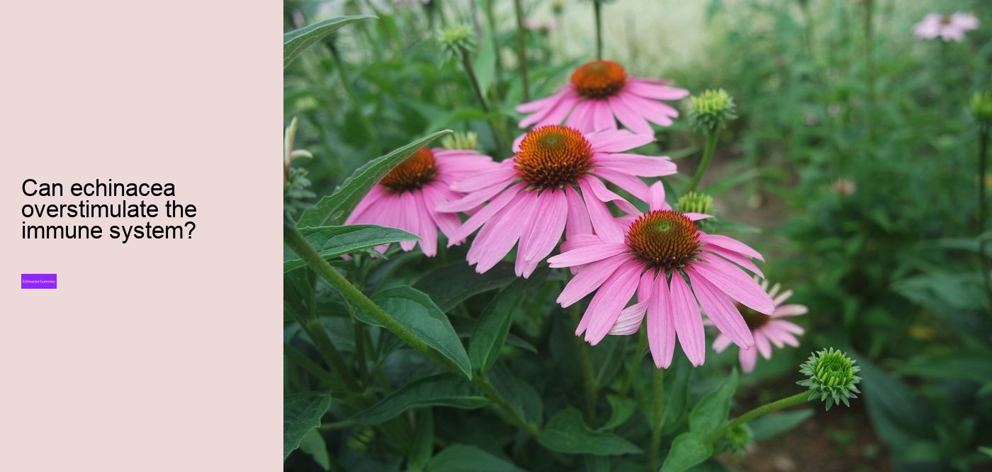 echinacea and zinc