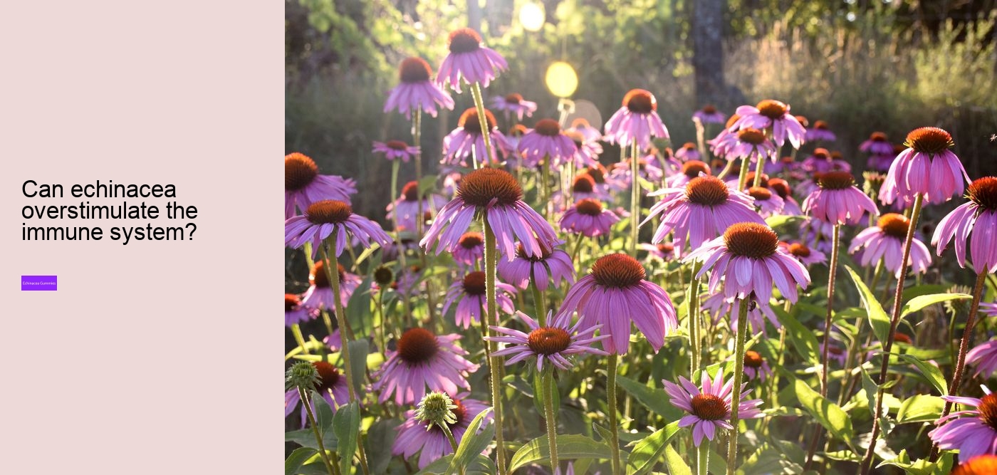 Does echinacea have caffeine?