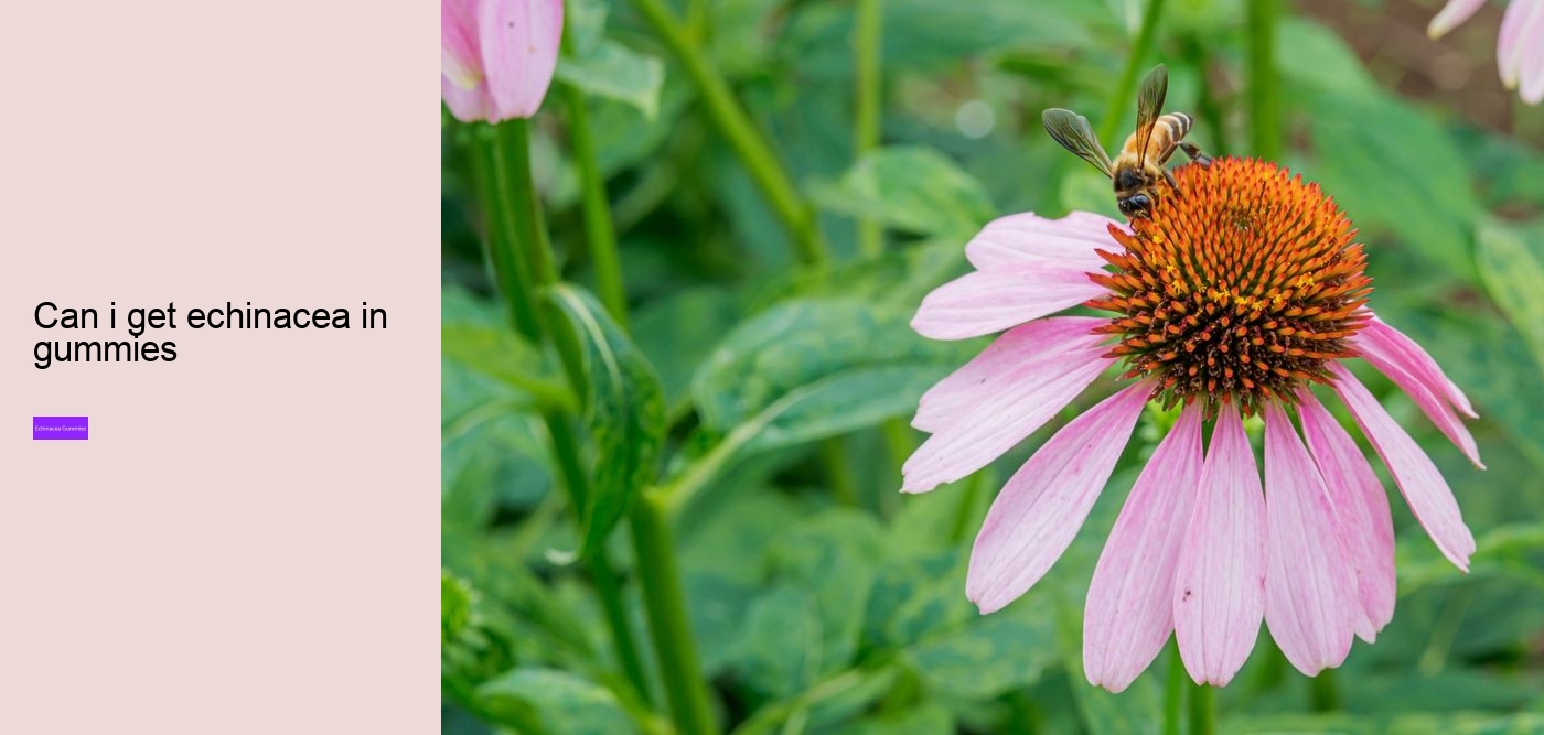 Is echinacea good for your gut?