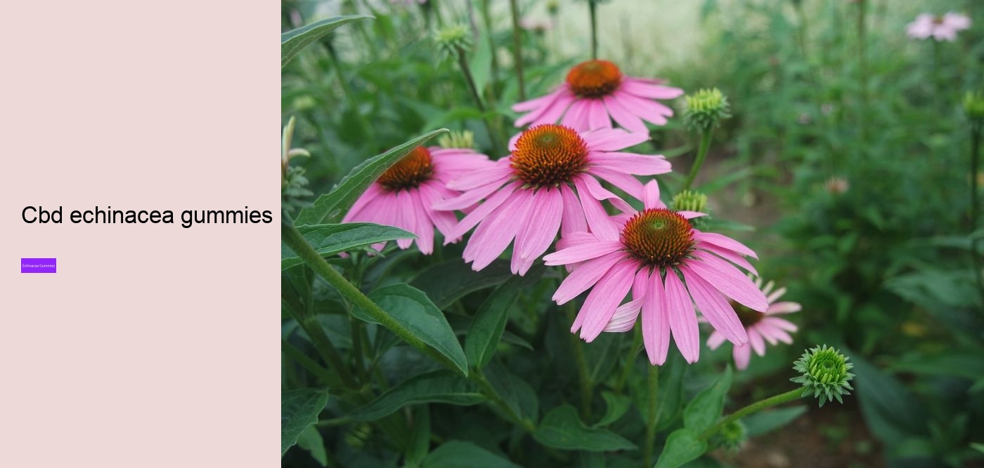 Can I take echinacea supplements everyday?