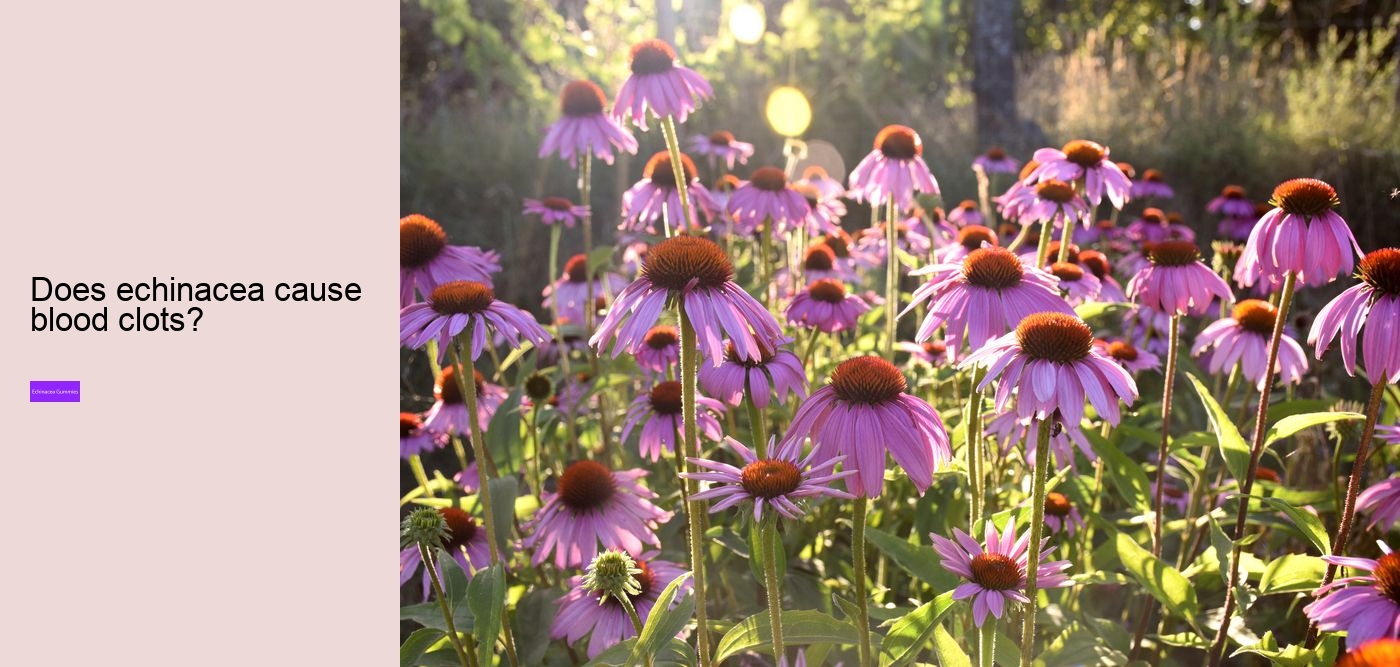 Can echinacea overstimulate the immune system?