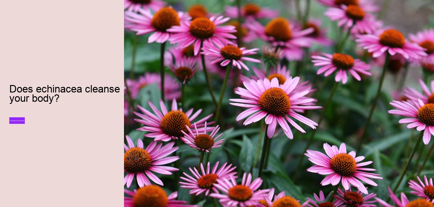 What are the side effects of echinacea?