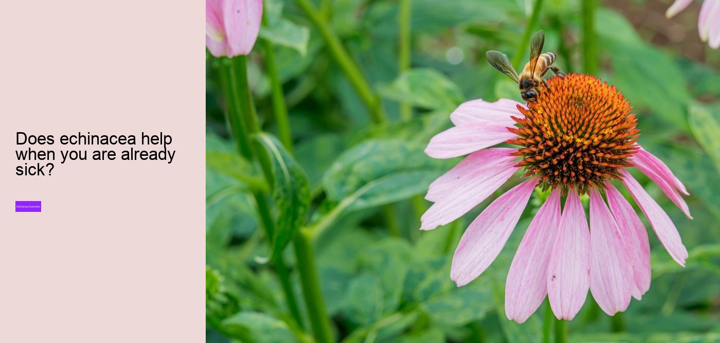 Is it worth taking echinacea?