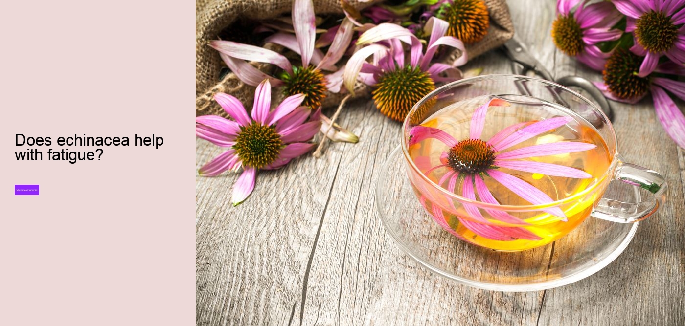 How does echinacea help your immune system?