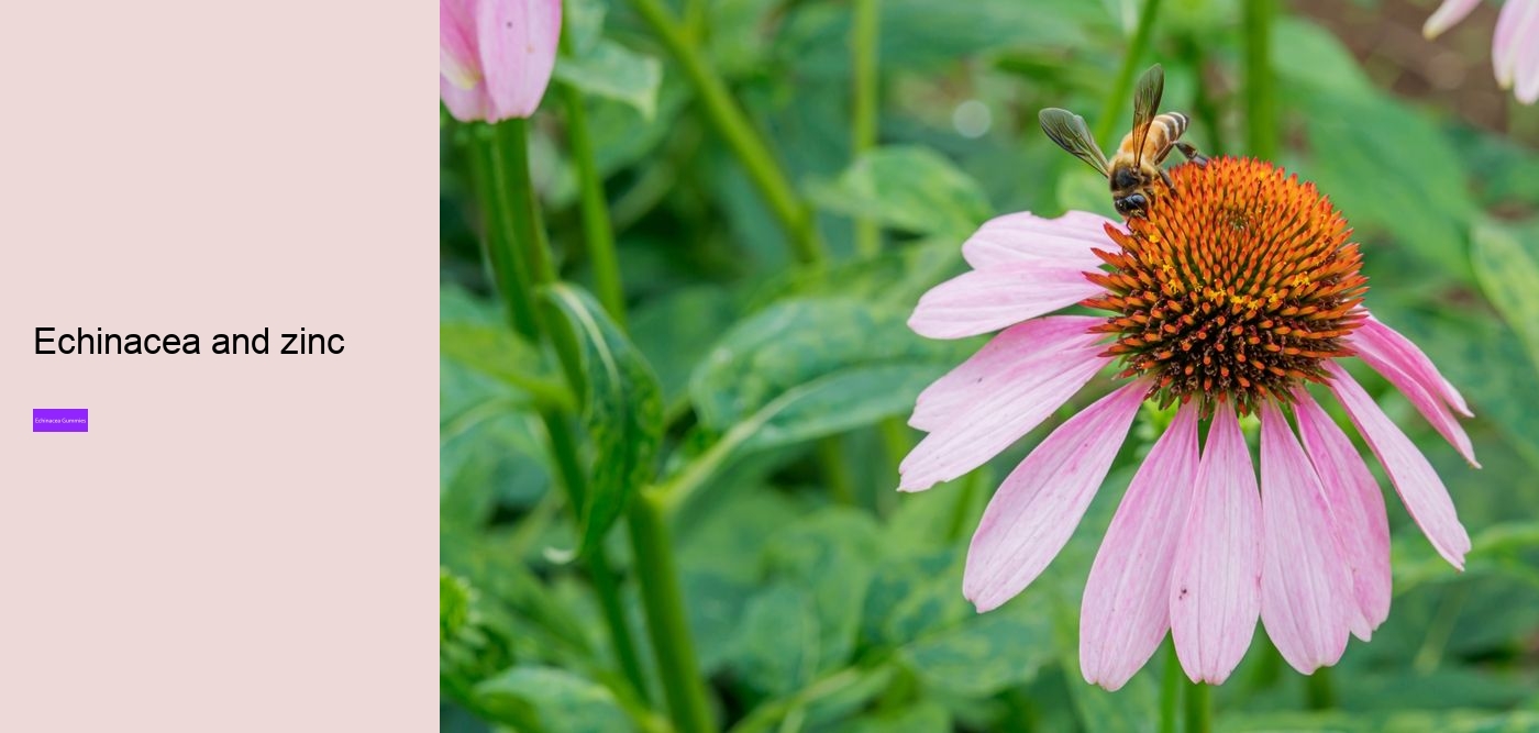 echinacea zinc and vitamin c