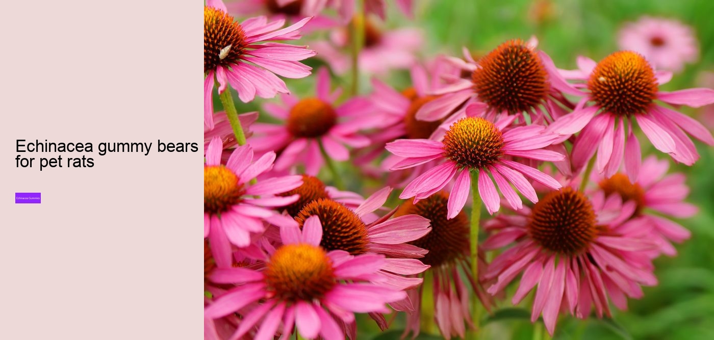 elderberry gummies with echinacea