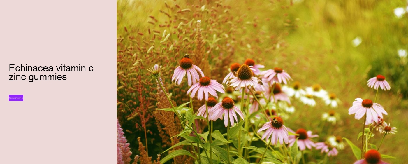 elderberry zinc echinacea gummies