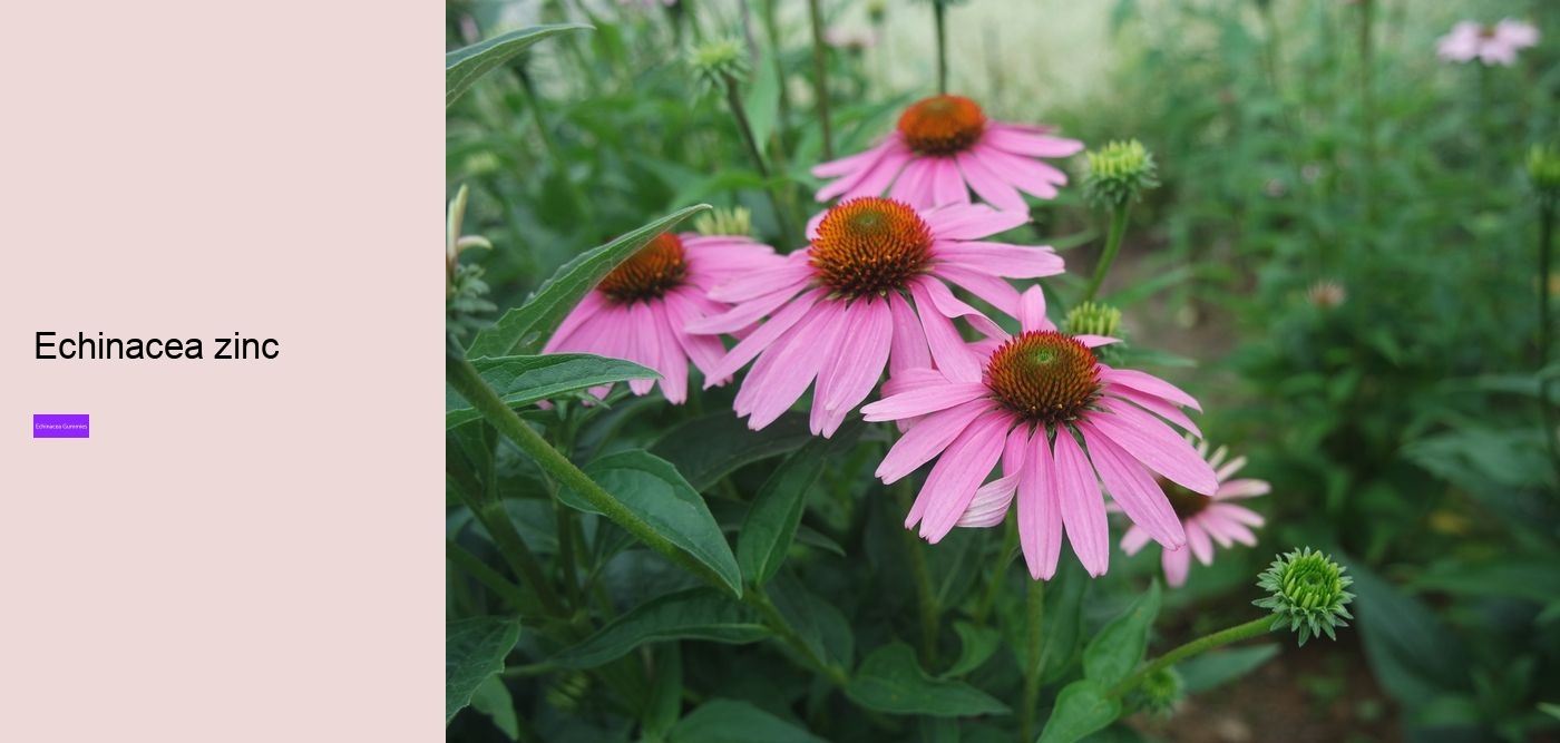 echinacea vitamin c zinc gummies