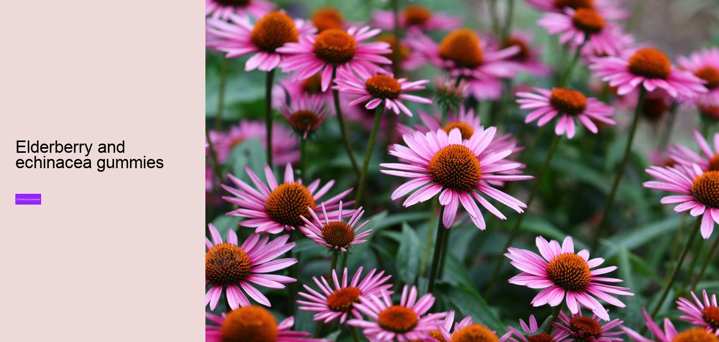 Is echinacea or vitamin C better?