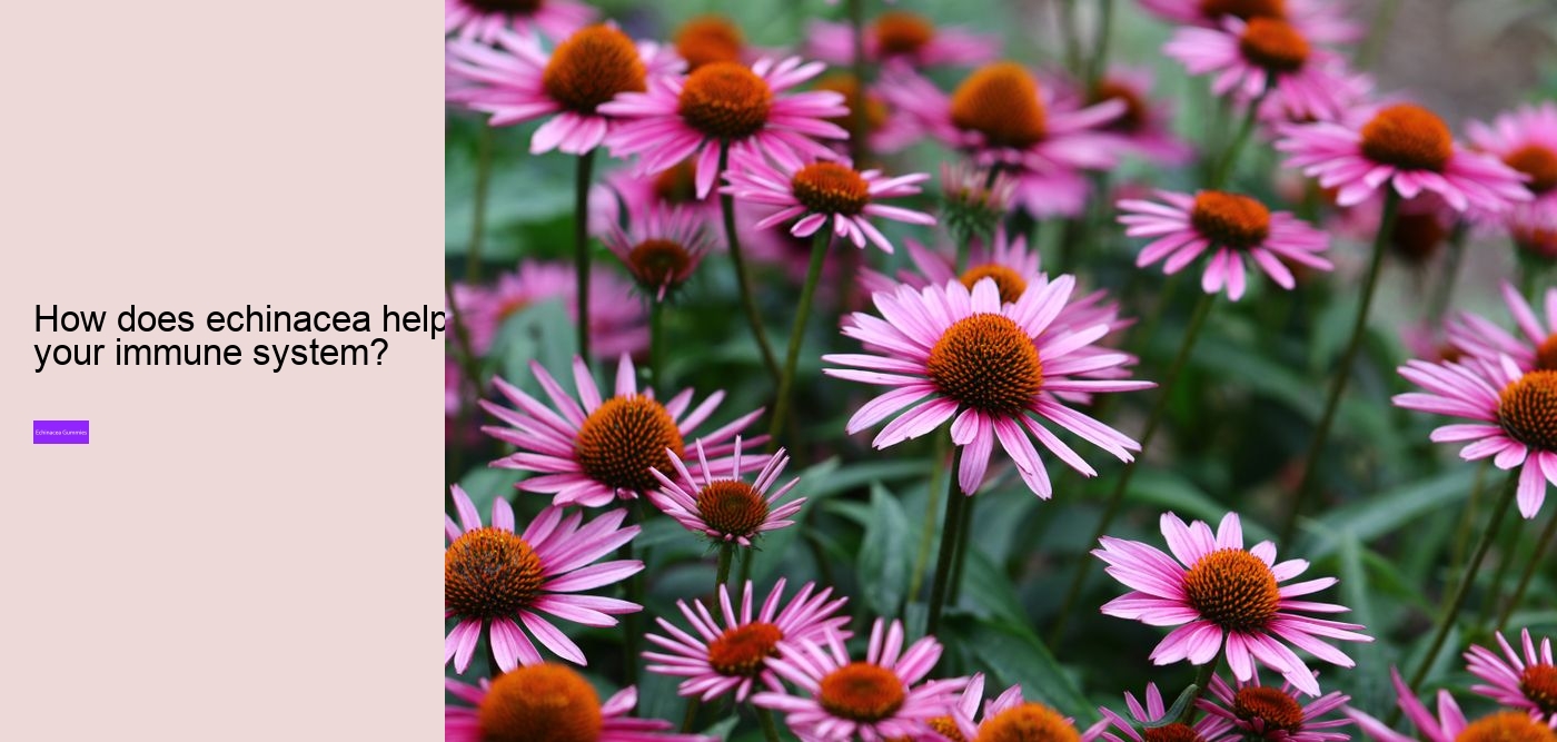 Is echinacea a natural antibiotic?