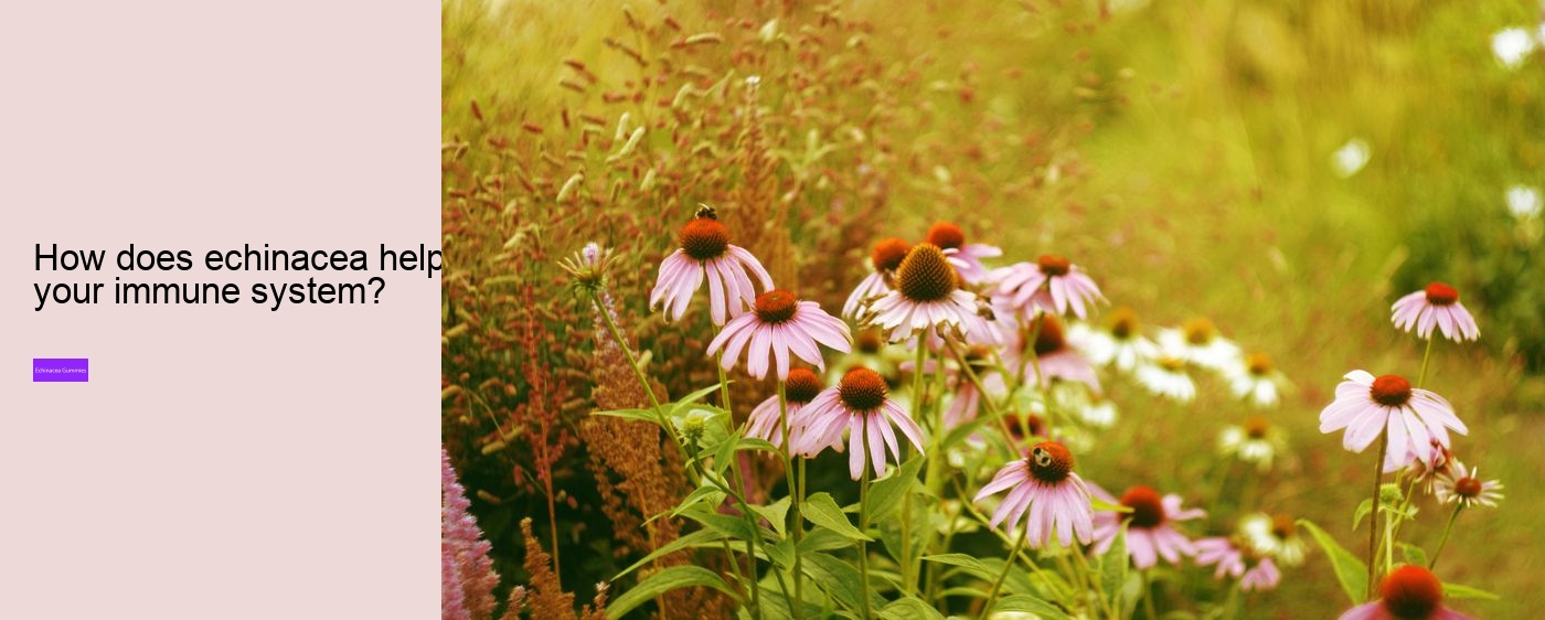 Can you take echinacea and vitamin C at the same time?