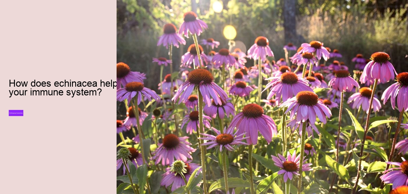 Why should you not take echinacea everyday?