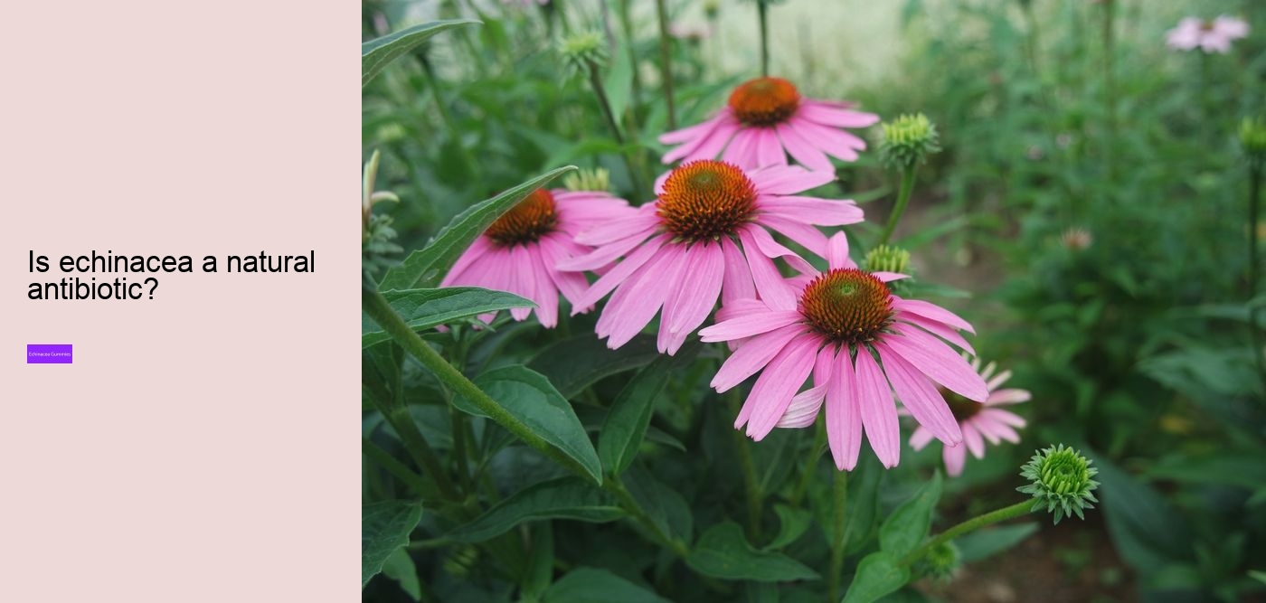 echinacea gummies for toddlers