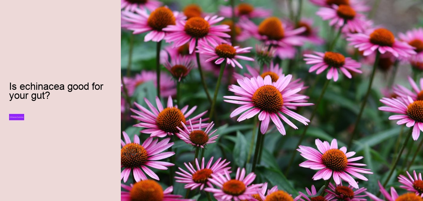 echinacea gummy