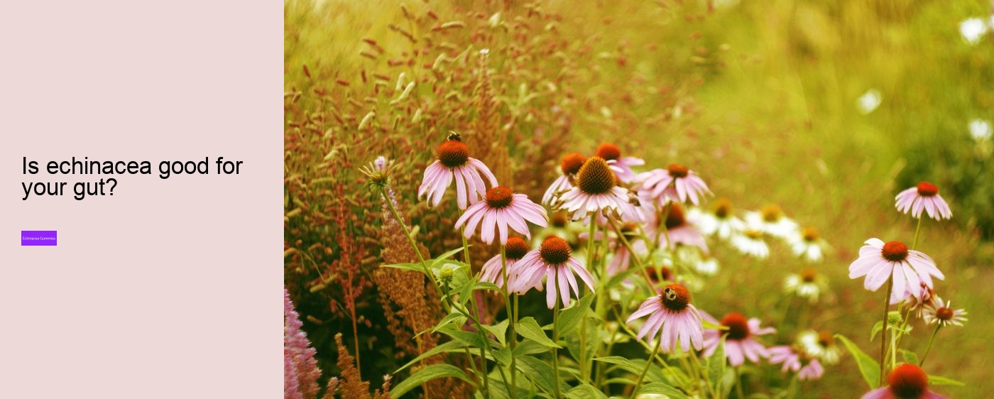 Can echinacea interfere with sleep?