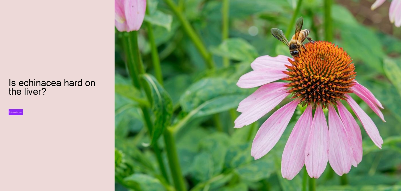 Is echinacea safe for heart?