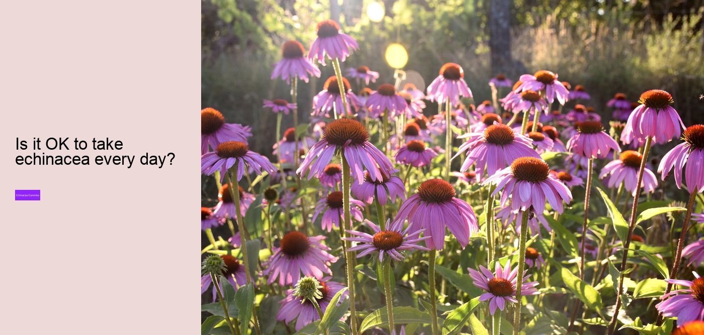 Can echinacea overstimulate the immune system?