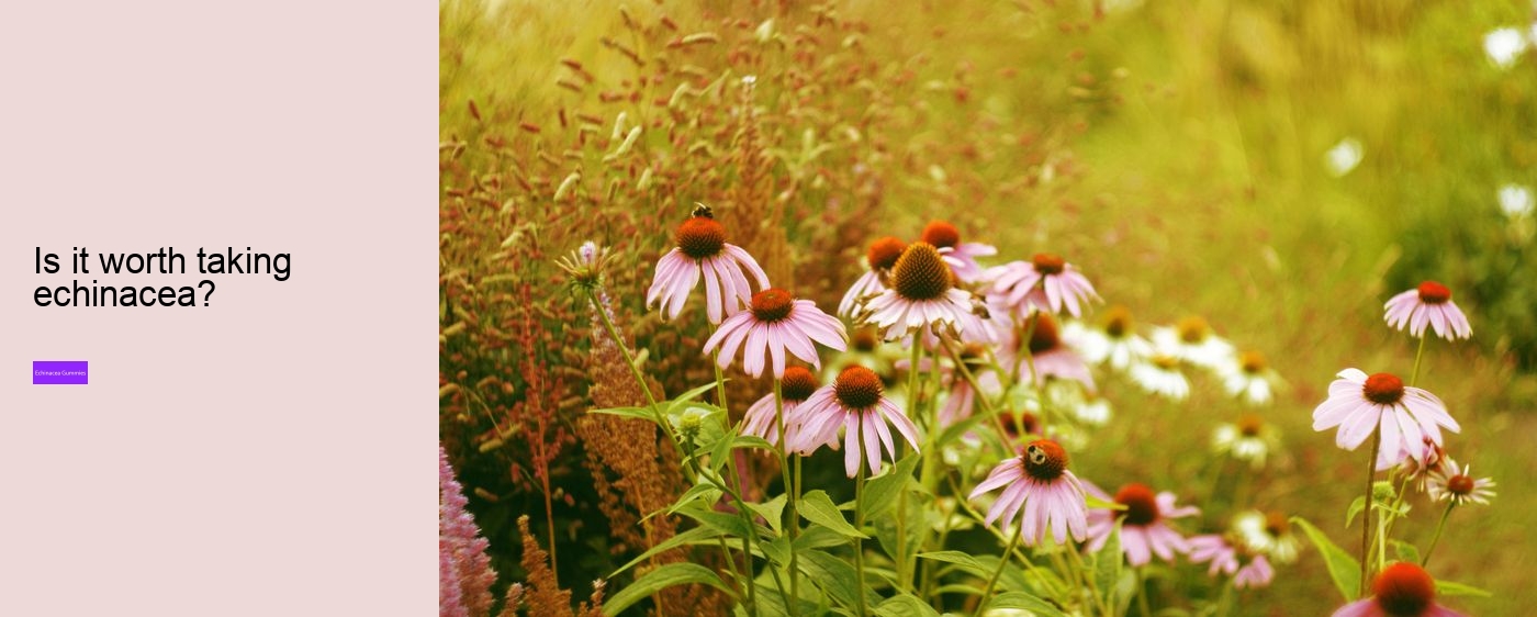 echinacea gummies for adults