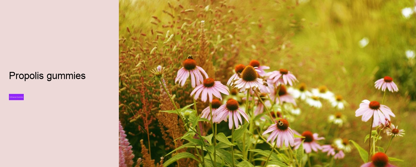 Why can't you take echinacea for more than 10 days?