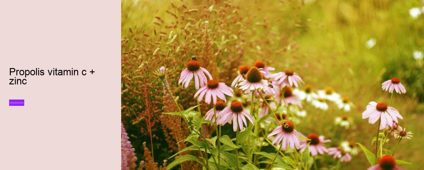 What does echinacea do for hormones?