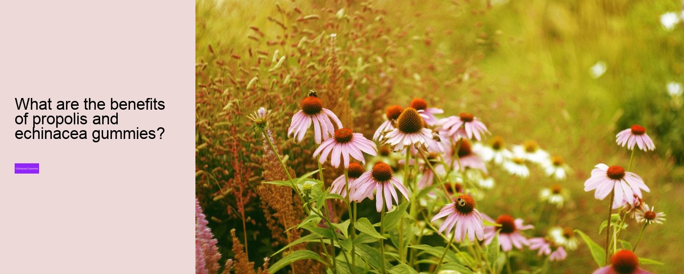 Is echinacea hard on the liver?