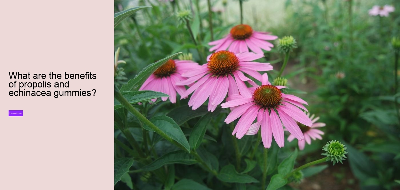 echinacea gummies recipe