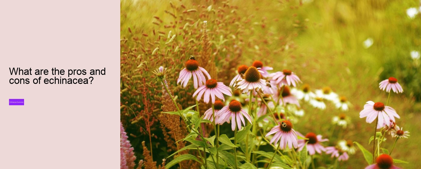 Does echinacea increase histamine?