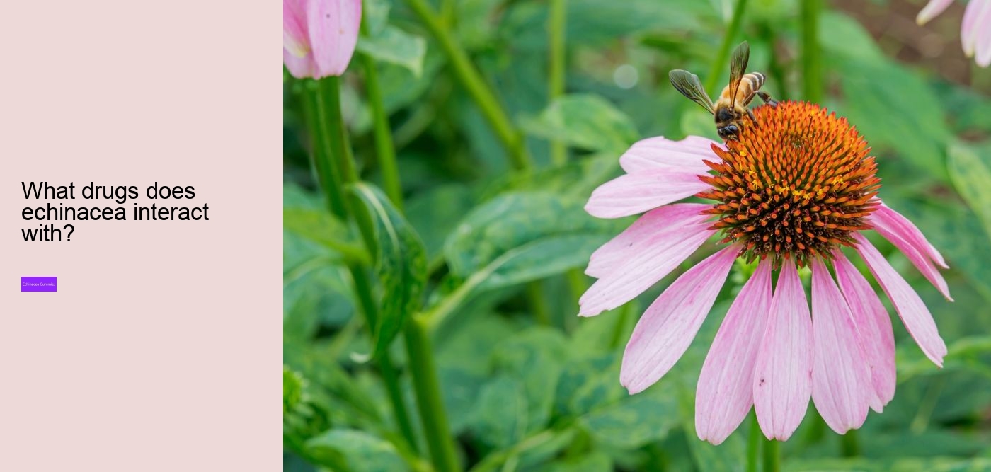 elderberry zinc echinacea gummies