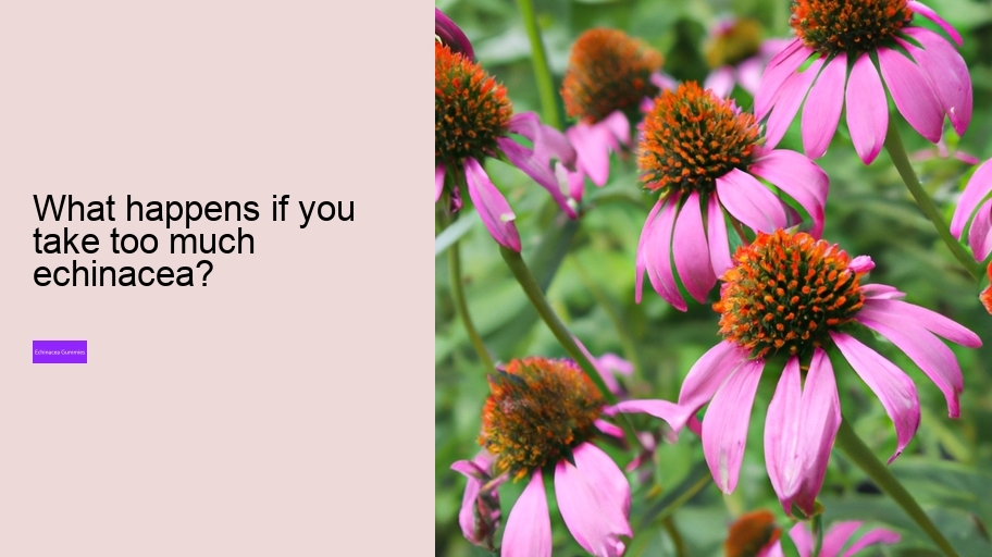 What happens if you take too much echinacea?