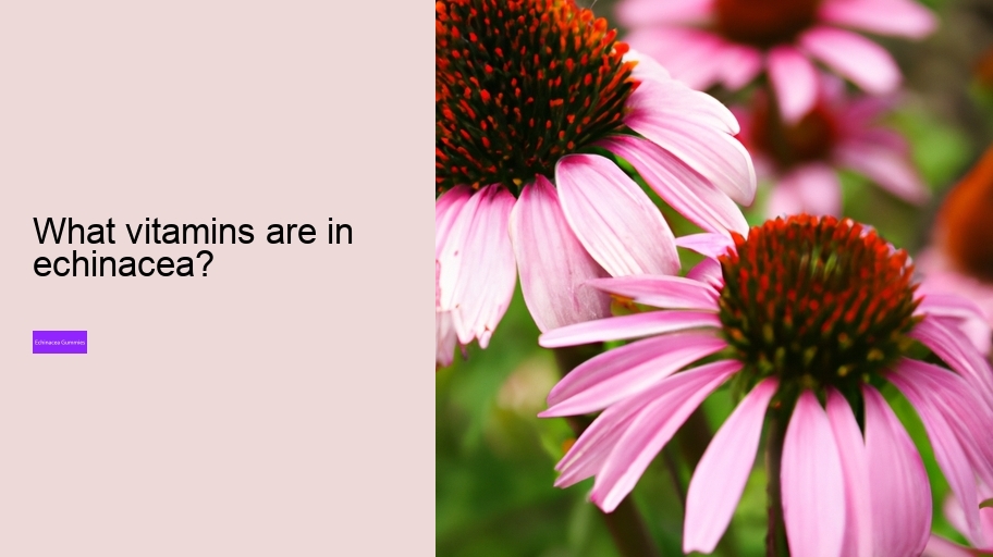 What vitamins are in echinacea?