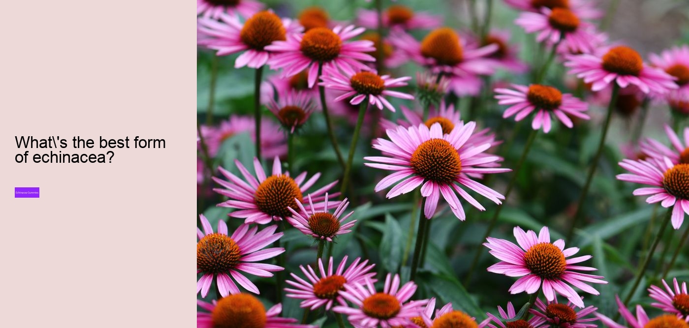 gummy echinacea