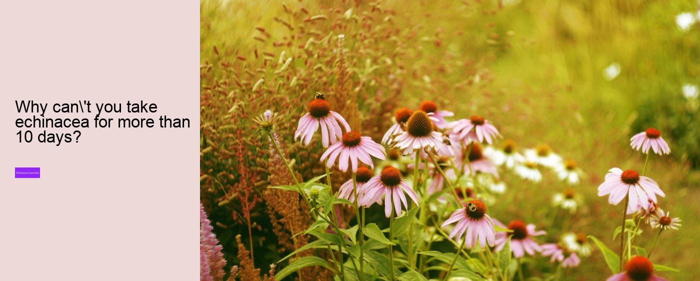 How much echinacea can I take a day?