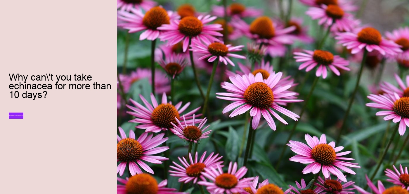 Is echinacea an anti inflammatory?