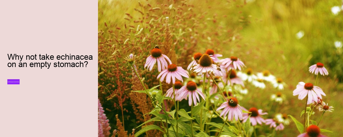 Is echinacea good for your gut?